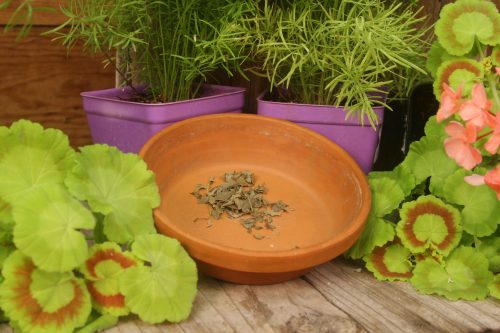 Basil - Thai - 4 oz - ONLY 2 LEFT IN STOCK!!