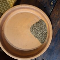 Celery Seed - 4 oz - ONLY 8 LEFT IN STOCK!!