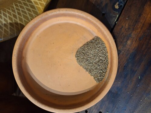 Celery Seed - 4 oz - ONLY 8 LEFT IN STOCK!!