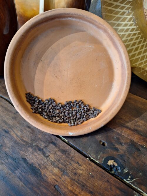 Privet Fruit - 4 oz - ONLY 2 LEFT IN STOCK!!