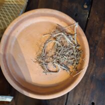 Mullein Root - 4 oz - ONLY 3 LEFT IN STOCK!!!