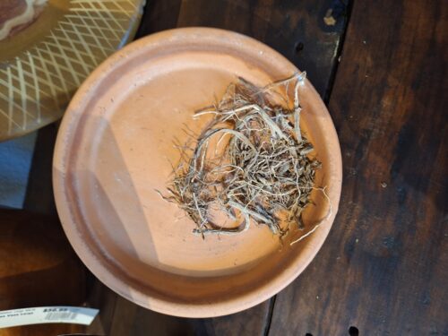 Mullein Root - 4 oz - ONLY 3 LEFT IN STOCK!!!