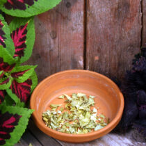 Buchu Leaf - 1 lb - ONLY 1 LEFT IN STOCK